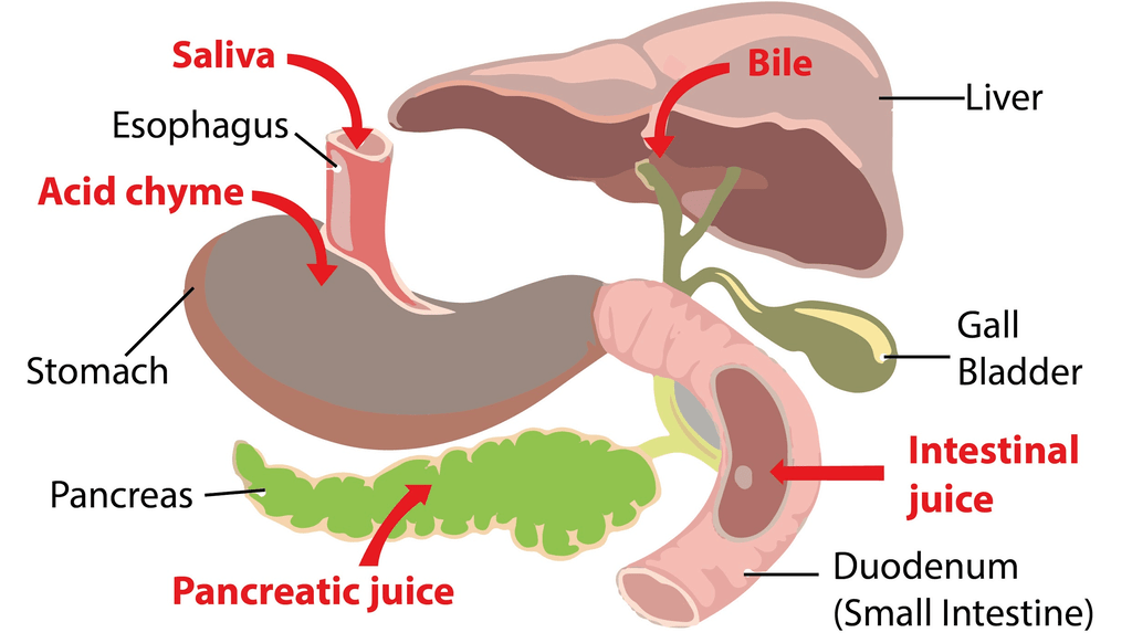 Chemical Digestion Digestion of Food Additional Study Material for NEET PDF Download