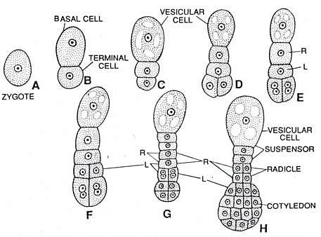 Stages in the Development of a Typical Monocot Embryo in Sagittaria