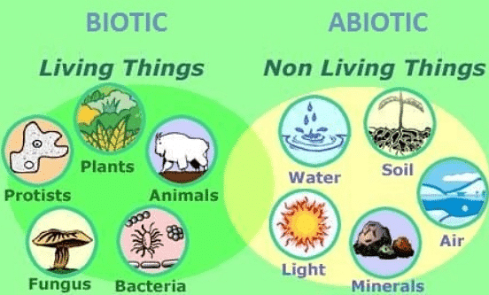 Abiotic Vs Biotic