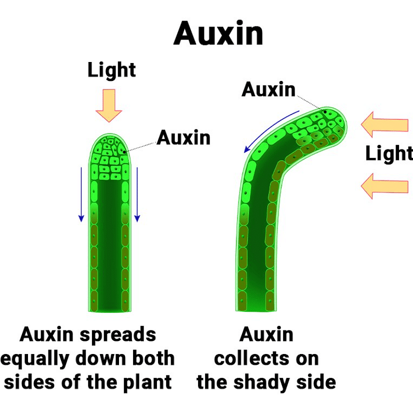 excess auxin