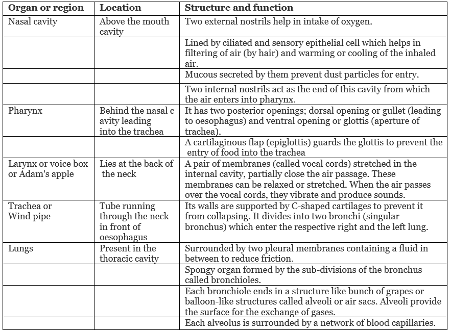 Respiration in Humans & Plants | Science Class 10