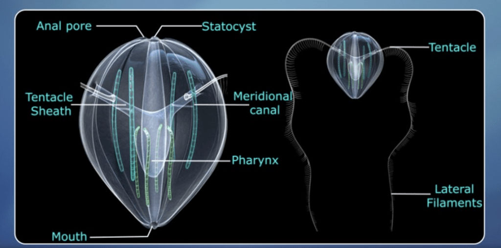 Ctene Rows Phylum - Ctenophora - Biology for JAMB PDF Download