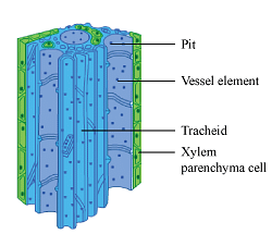 Structure of Xylem Cells