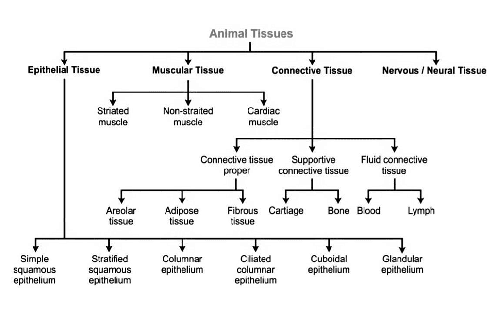 Animal Tissues Notes | Study Science Class 9 - Class 9