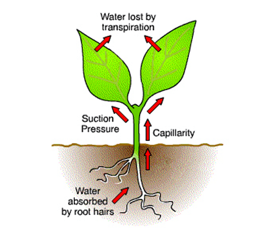 Practice Questions: Transportation in Plants - 2 | Science Class 10