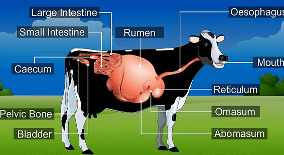 Digestive System in Cow