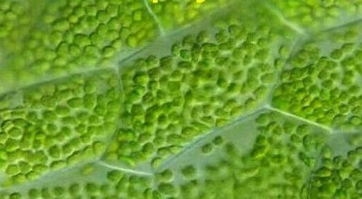 Fig: Chlorophyll cells