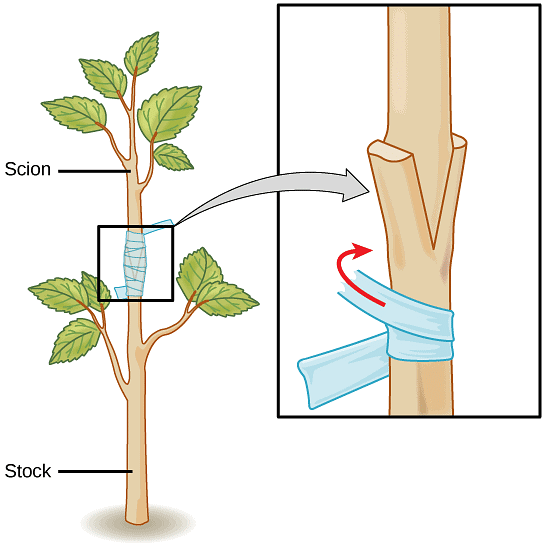 Heat girdling does not affect xylem integrity: an in vivo magnetic  resonance imaging study in the tomato peduncle - Van de Wal - 2017 - New  Phytologist - Wiley Online Library