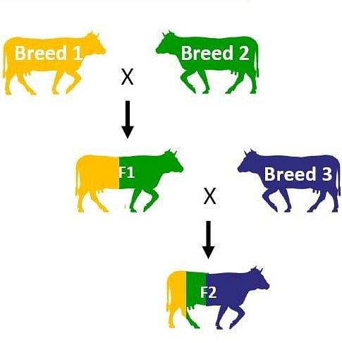 Animal Breeding - Notes | Study Biology Class 12 - NEET