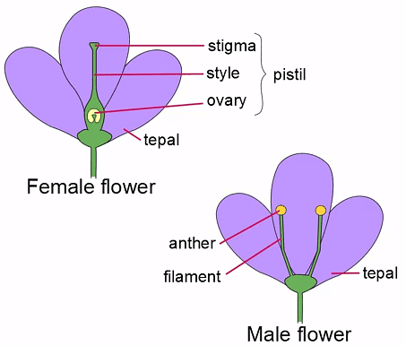 Unisexual flowers perform cross-pollination (dicliny)