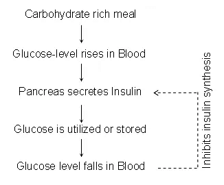 Fig: Feedback Control of Blood Glucose Level