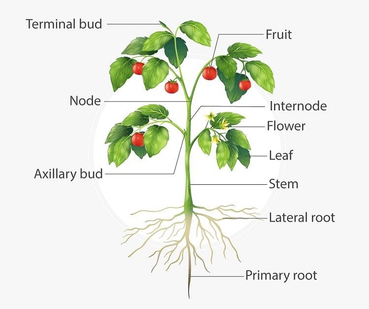 Bangla Meaning of Stem