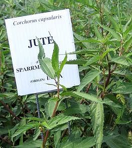 Jute cultivation