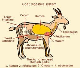 Digestion in Goat