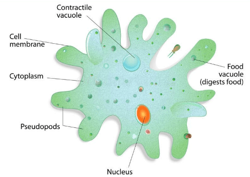 Amoeba Proteus Class 11 Pdf Download 0251