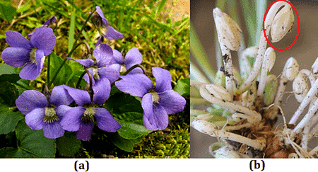 (a) Chasmogamous Flowers(b) Cleistogamous Flowers