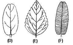 The Leaf: Types of Leaves, Phyllotaxy, Venation and Modifications of ...