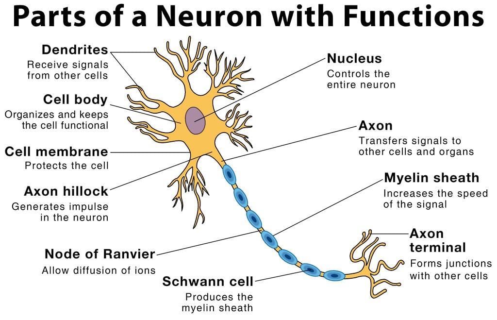 NCERT Summary: Summary of Biology- 2 - Notes | Study Famous Books for UPSC Exam (Summary & Tests) - UPSC