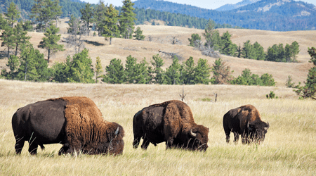Chapter Notes - Life in the Temperate Grasslands - Notes | Study Social Studies (SST) Class 7 - Class Chapter Notes - Life in the Temperate Grasslands - Notes | Study Social Studies (SST) Class 7 - Class