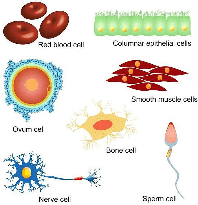 Various Cells in a Human Body