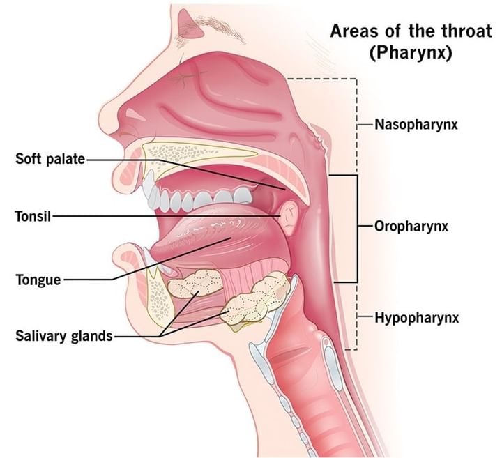 Alimentary Canal: Mouth, Pharynx & Oesophagus Notes | Study Biology Class 11 - NEET