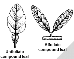 The Leaf Types Of Leaves Phyllotaxy Venation And Modifications Of