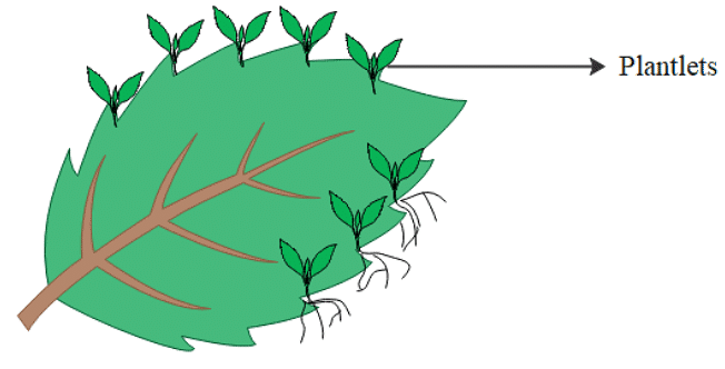 Vegetative Propagation on Leaf of Bryophyllum