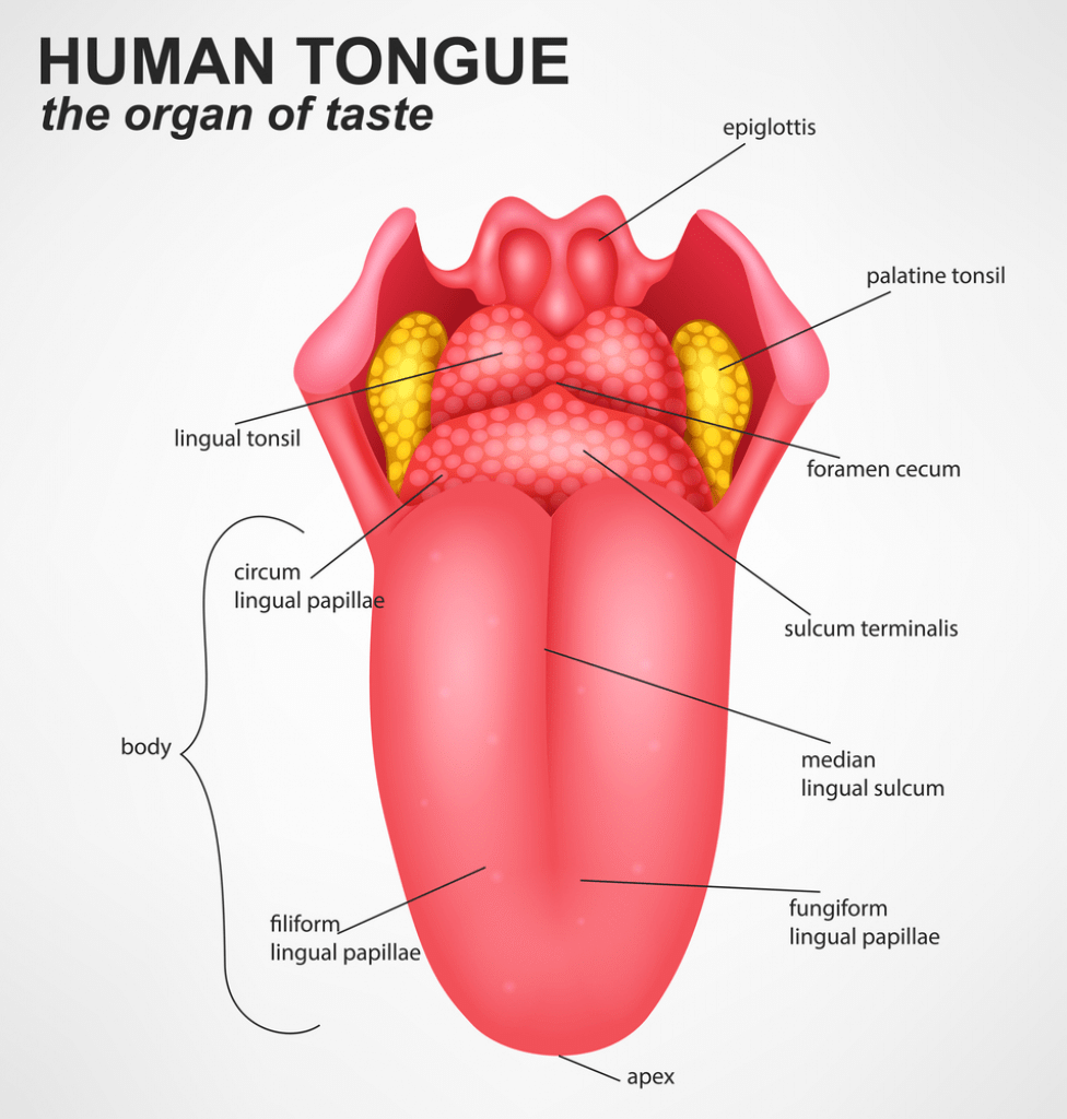 Alimentary Canal: Mouth, Pharynx & Oesophagus Notes | Study Biology Class 11 - NEET