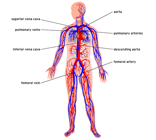 Transportation in Human Beings: Circulatory System & The Human Heart Notes | Study Science Class 10 - Class 10