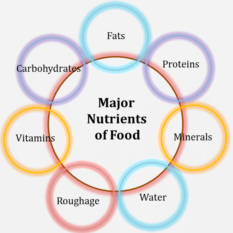Major Nutrients in Our Food