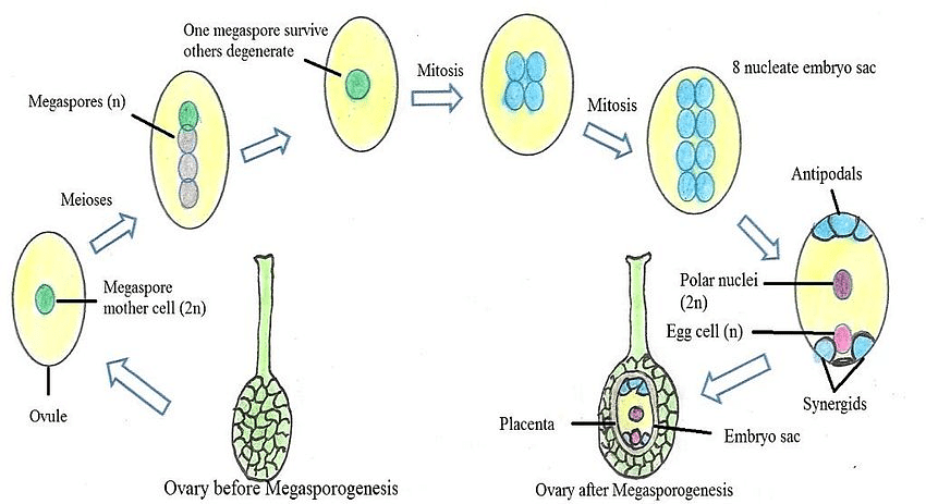 Summary: Sexual Reproduction in Flowering Plants Notes | Study Biology Class 12 - NEET