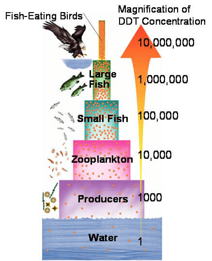 Fig: Biomagnification
