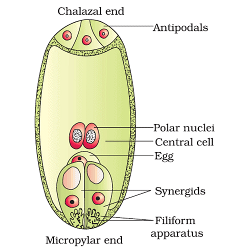 Embryo sac