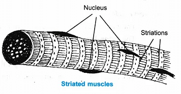 NCERT Solutions for Class 9 Science Chapter 6 - Tissues
