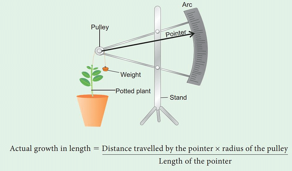 Measurement of Plant