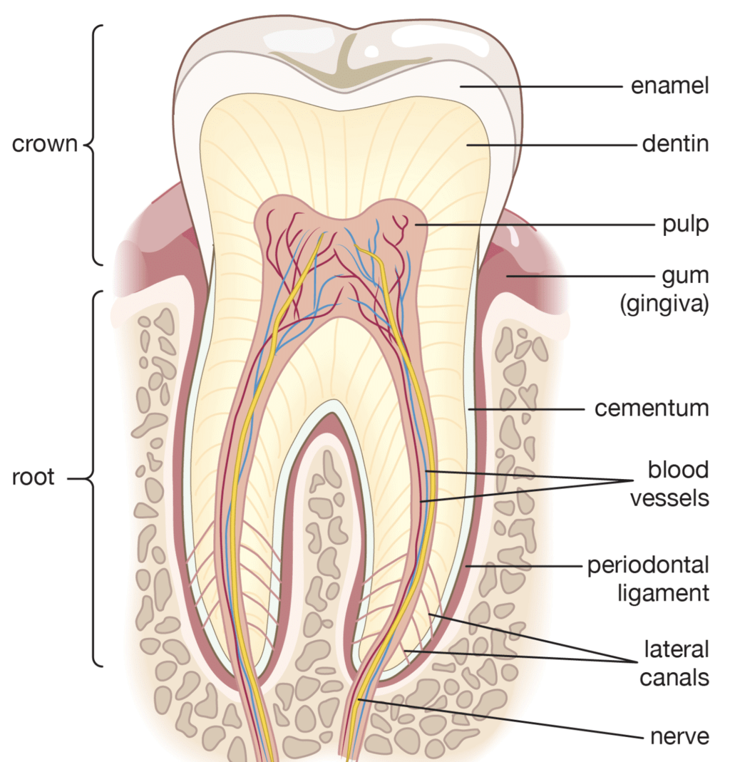 Alimentary Canal: Mouth, Pharynx & Oesophagus Notes | Study Biology Class 11 - NEET