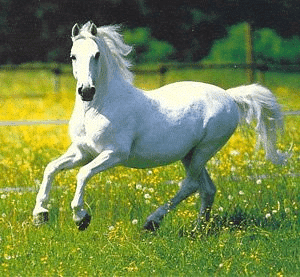 The Summer of the Beautiful White Horse Summary | English Class 11