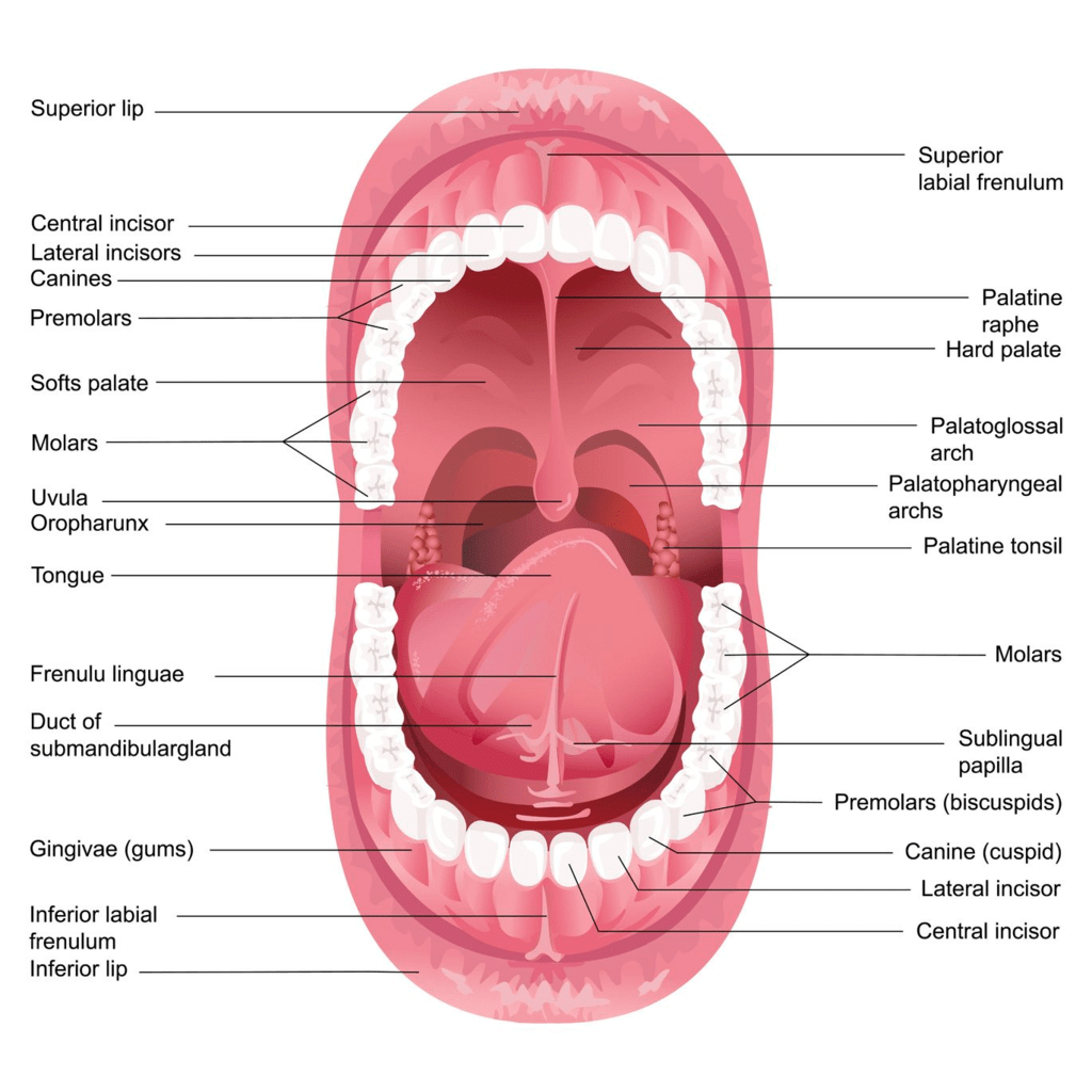 Alimentary Canal: Mouth, Pharynx & Oesophagus Notes | Study Biology Class 11 - NEET