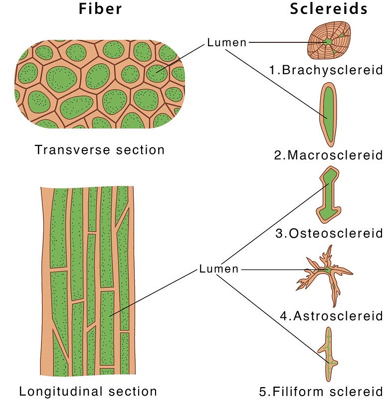 Plant Tissues Notes | Study Science Class 9 - Class 9