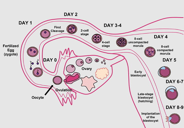 Implantation & Placenta | Biology Class 12 - NEET