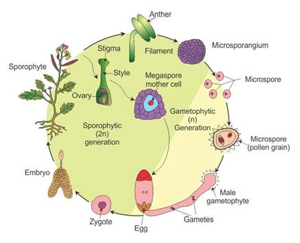 Angiosperm Life Cycle