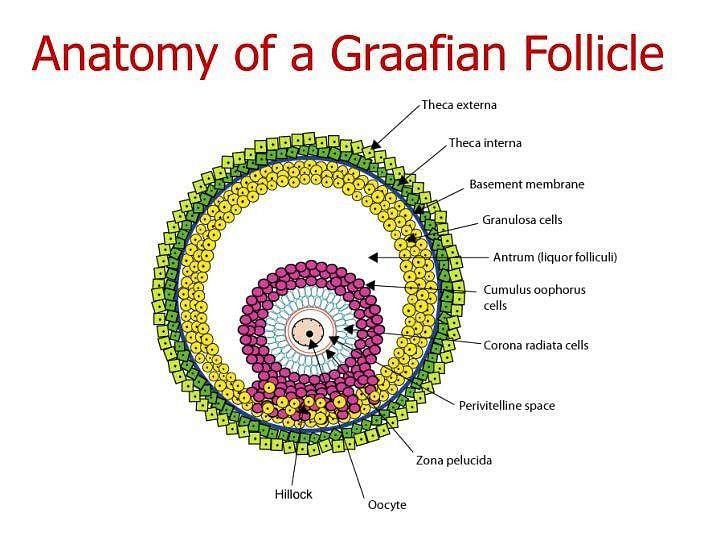 Graffian Follicle | Basement membrane, Pie chart, Biology