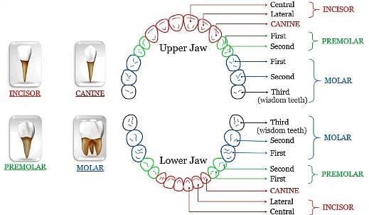 Which of the following pair of teeth differ in structure but are ...