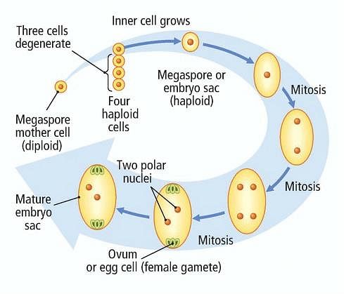 In ovule, meiosis occurs in | Biology Questions