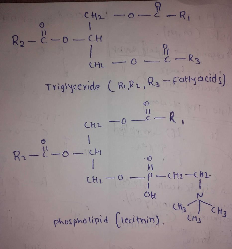 Structures of lecithin and Triglyceride? EduRev NEET Question