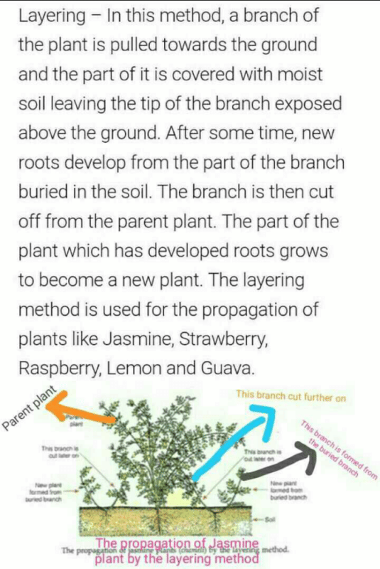 Describe the layering method for the artificial propagation of plants. Illustrate your answer
