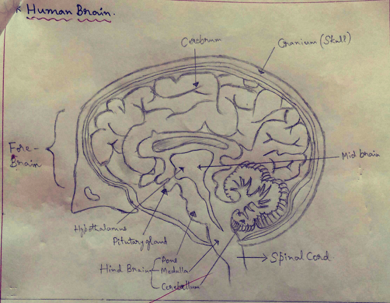 Summary of the Cranial Nerves - TeachMeAnatomy