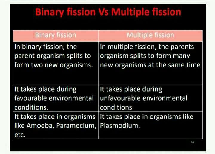 binary fission in leishmania