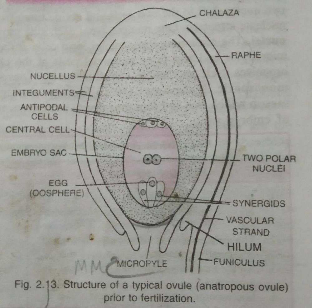 inside-the-ovary-the-ovule-is-attached-to-placenta-by-means-of-a