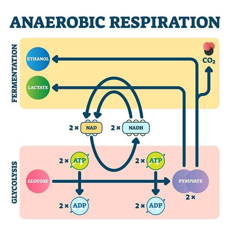 Respiration in Plants - 1 Free MCQ Practice Test with Solutions - NEET